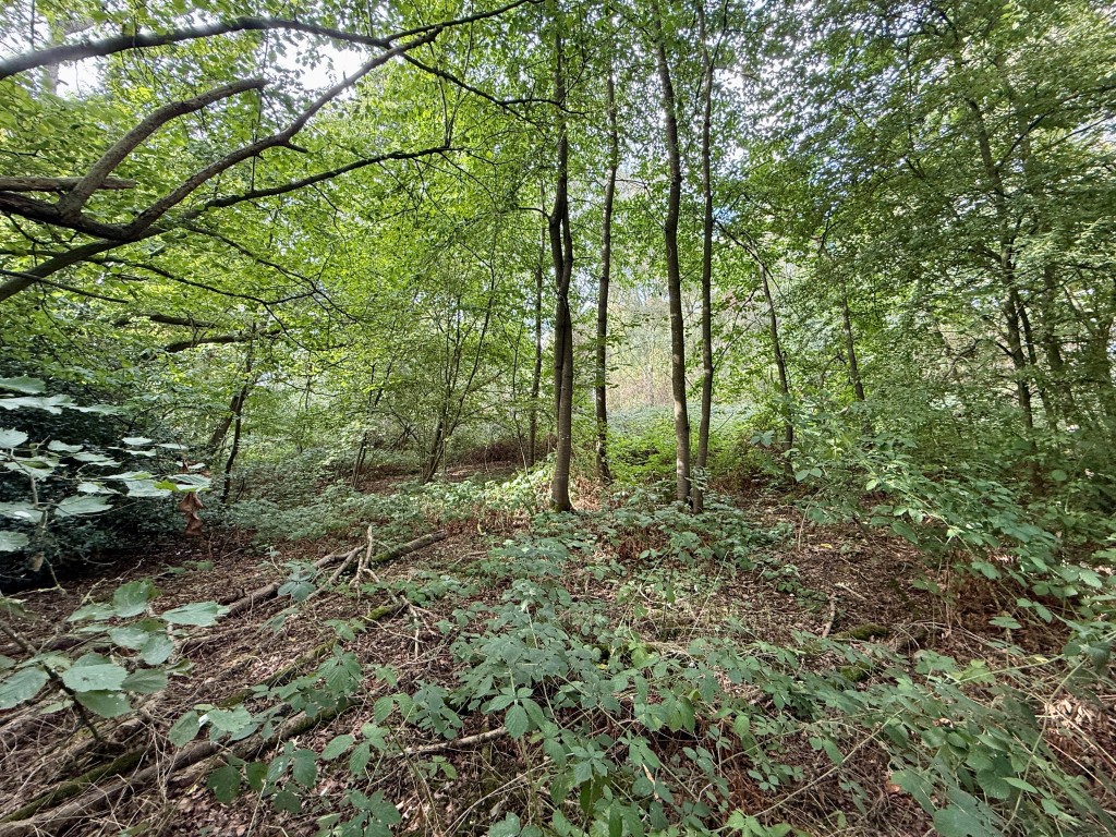 Lot: 2 - FREEHOLD LAND MEASURING APPROX 4.85 ACRES - Land